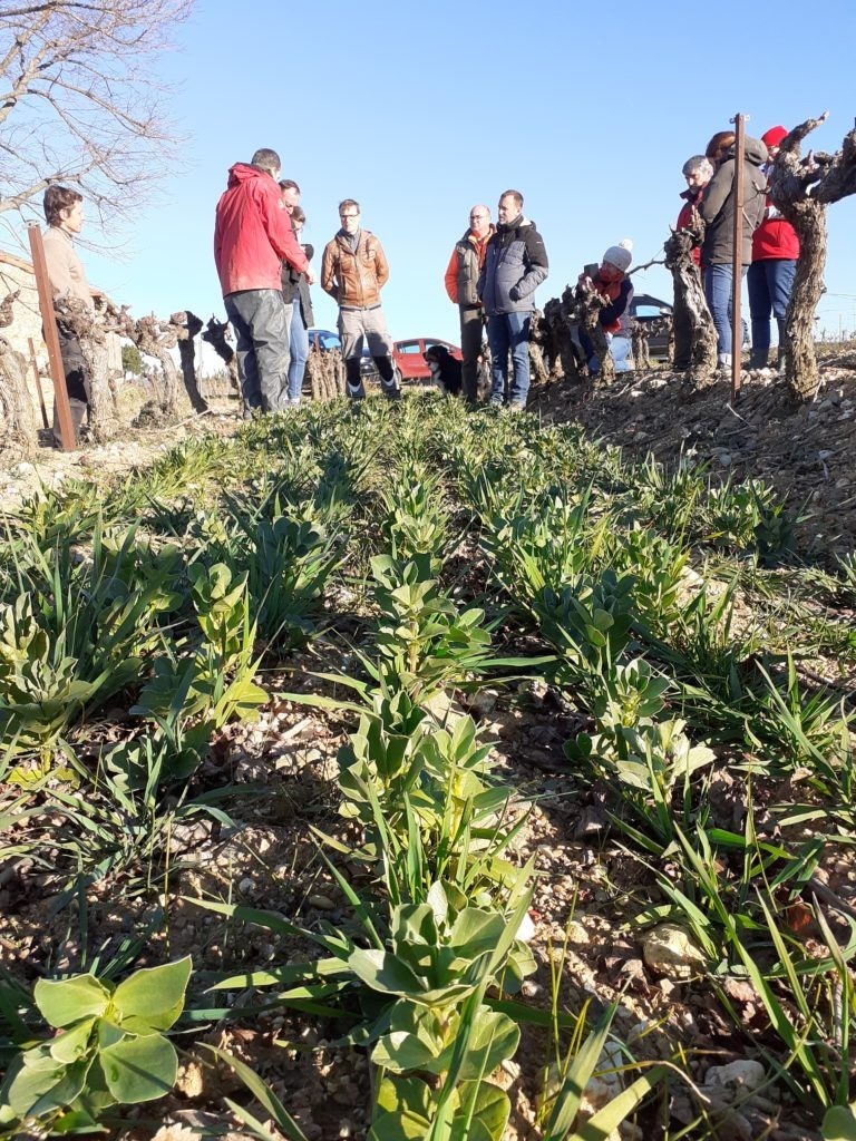 Des couverts végétaux pour la régénération des sols agricoles
